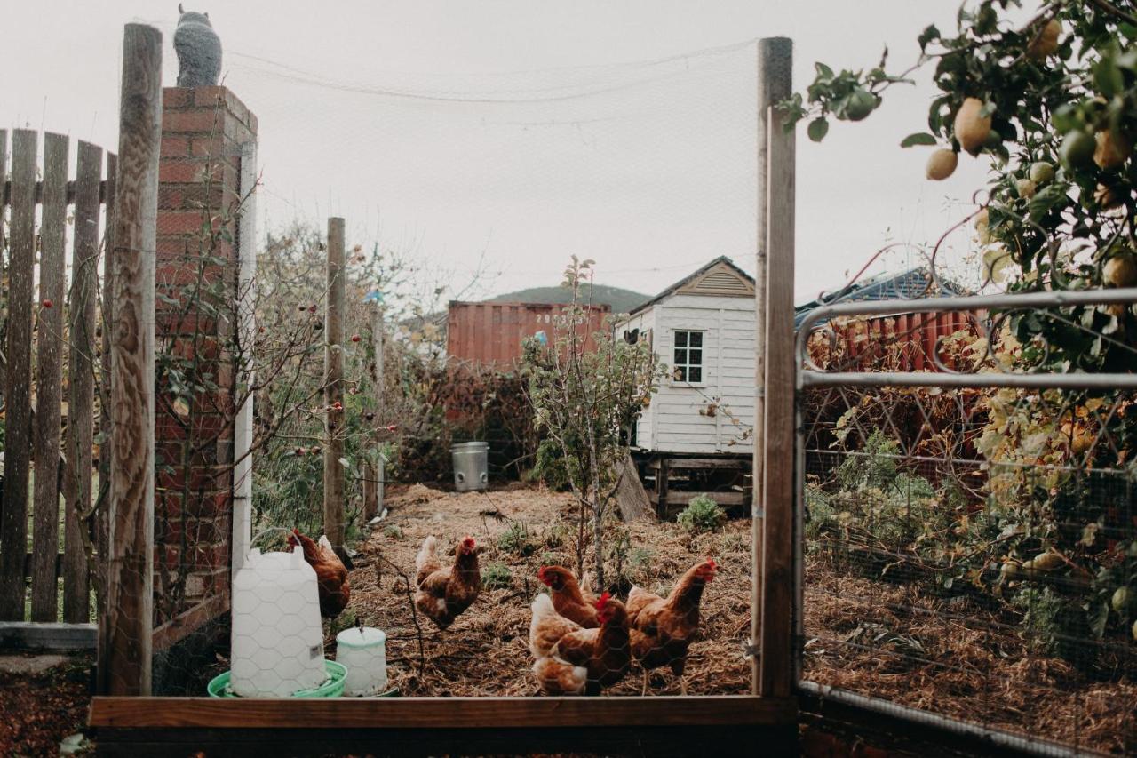 The Allotment Albany - Centrally Located Cottage In Old Albany Eksteriør billede